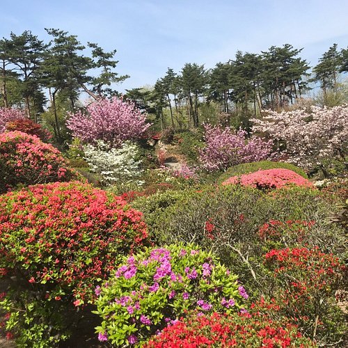 🌸 오칸바라 진달래 정원(오칸바라 츠츠지엔) 이미지 8